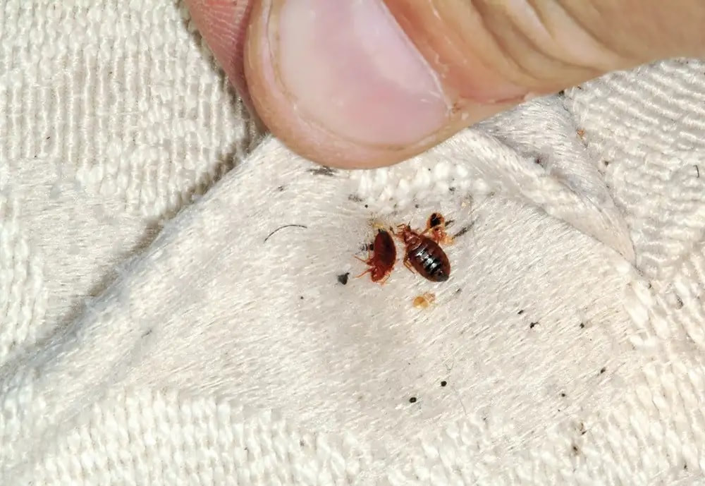 do bedbugs live on leather sofa